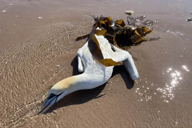 This gannet was found washed up on the beach at Dunbar in the summer - a suspected victim of avian infuenza. Picture: Ilona Amos