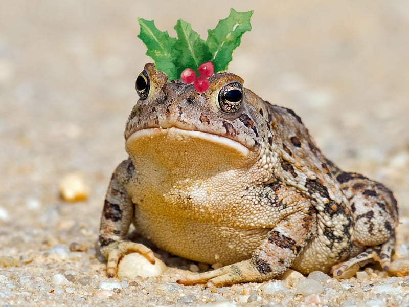 Mistle-toad!