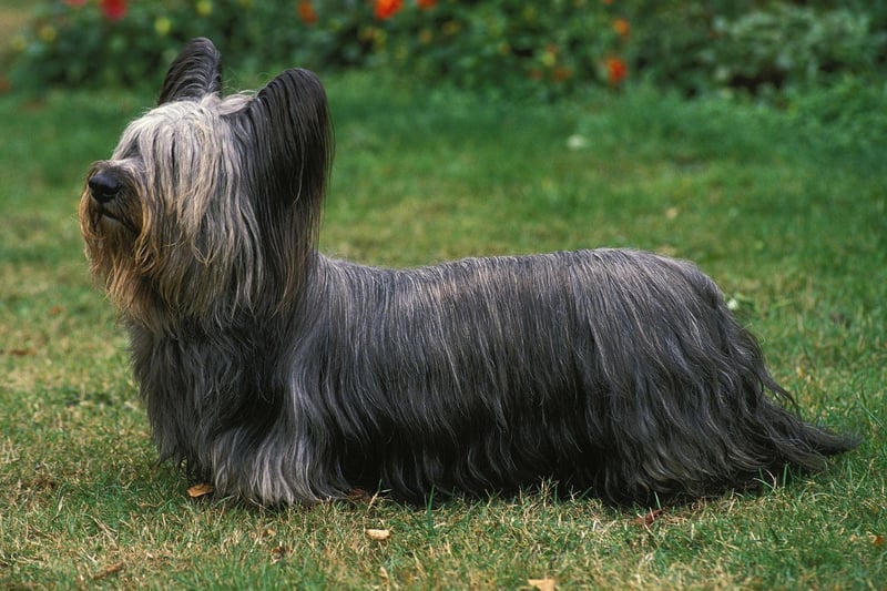 This Scottish breed is actually one of the most endangered dog breeds in the UK, according to the Kennel Club. This small and elegant breed is known for its long fringe and thick fur, as well as being loyal and affectionate. 2022 has been a big year for the Skye Terrier, seeing an 83% jump in monthly search volume.