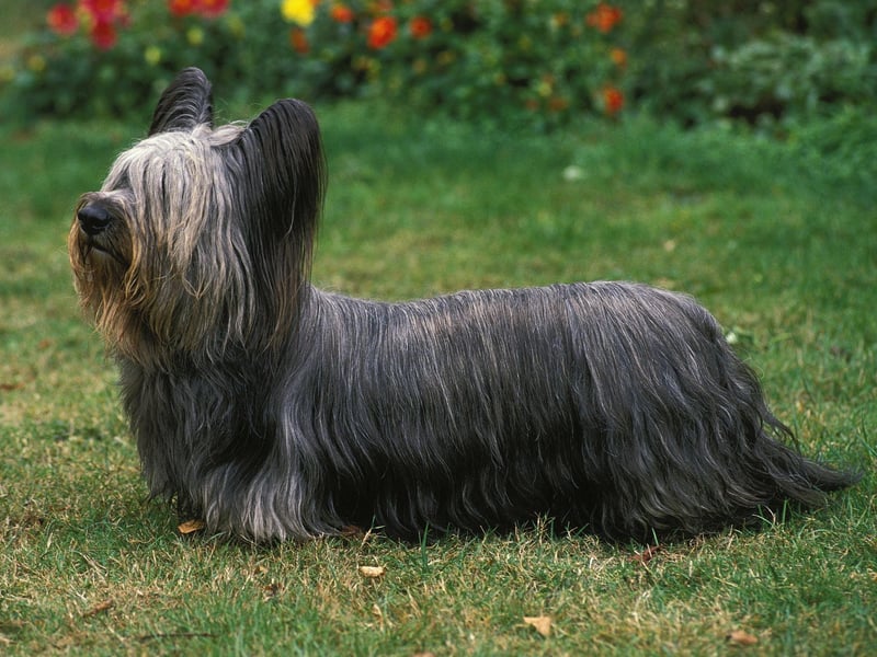 This Scottish breed is actually one of the most endangered dog breeds in the UK, according to the Kennel Club. This small and elegant breed is known for its long fringe and thick fur, as well as being loyal and affectionate. 2022 has been a big year for the Skye Terrier, seeing an 83% jump in monthly search volume.