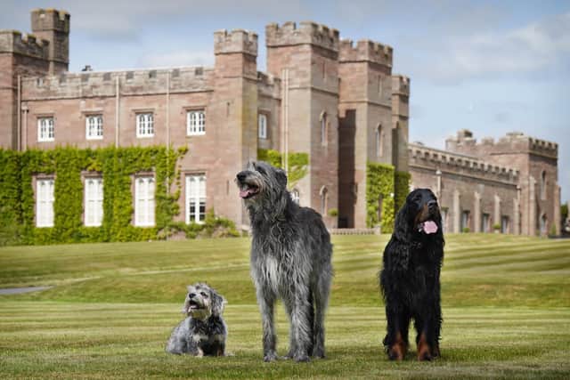 Scottish Deerhounds, Caledonian Dandie Dinmonts and Gordon Setters photographed at Scone Palace ahead of this year’s Game & Wildlife Conservation Trust Scottish Game Fair