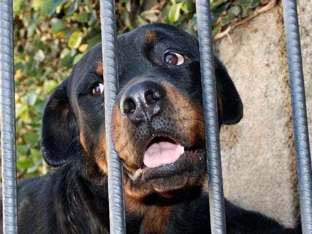 A breed that sometimes get a bad reputation for being aggressive, a well-bred Rottweiler will only show aggression when it, its home or its family are under threat. When not on guard dog duty they are calm, confident, loving and playful