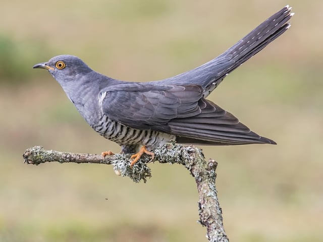 The cuckoo is a bird that's well known for it's distinctive call and devious tactic of laying eggs in other birds' nests. They arrive in Britain from Africa in April in order to match the breeding pattern of host species. They are rare in Scotland have have been seen in recent years around the banks of Loch Katrine.