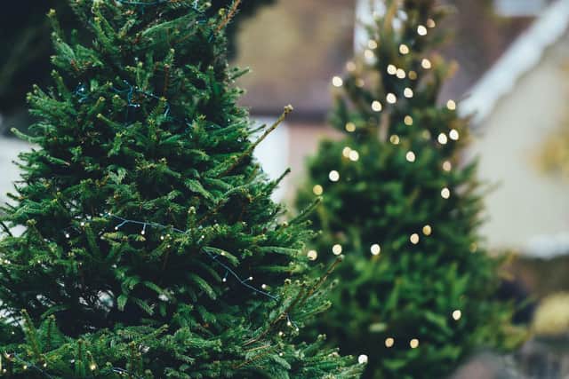 We throw away over 9,000 tonnes of Christmas trees each year in the UK. Photo: AnnieSpratt / Pixabay / Canva Pro.