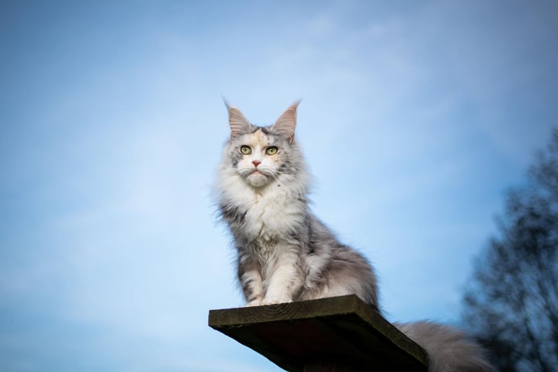 Famous for its dog-like personality, the Maine Coon cat breed will be a good cohabitant with a dog due to its rational, affection and friendly attitude.