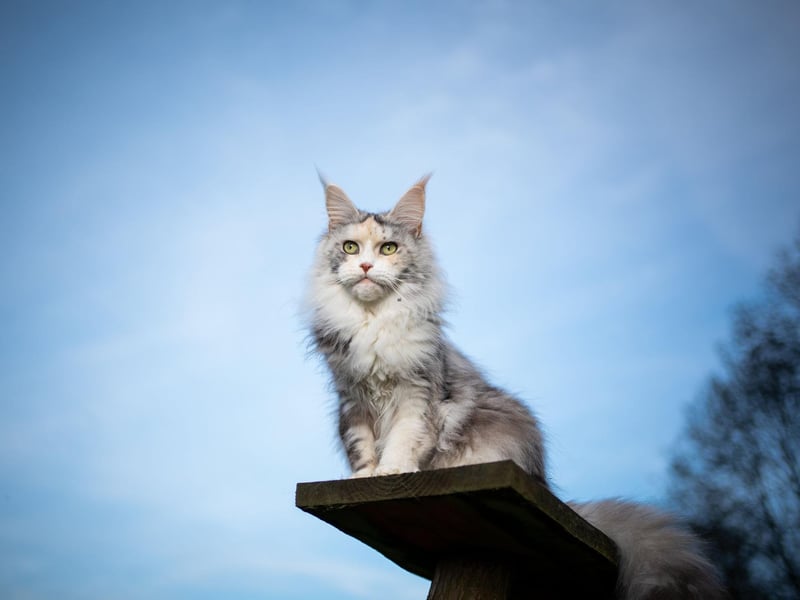 Famous for its dog-like personality, the Maine Coon cat breed will be a good cohabitant with a dog due to its rational, affection and friendly attitude.