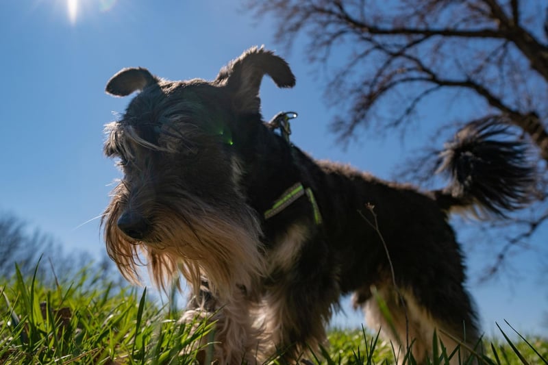 There are three sizes of Schnauzer: the Standard, the Giant, and the Miniature. The Miniature Schnauzer is by far the most popular of the trio.
