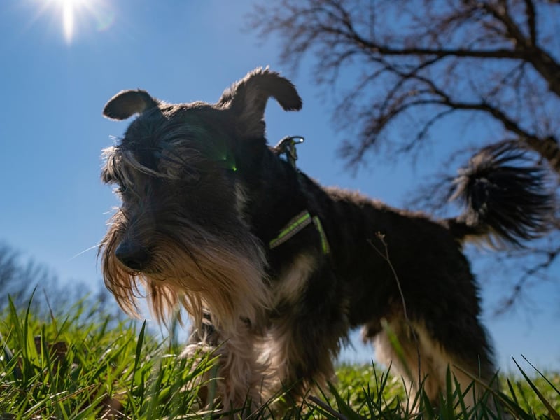 There are three sizes of Schnauzer: the Standard, the Giant, and the Miniature. The Miniature Schnauzer is by far the most popular of the trio.