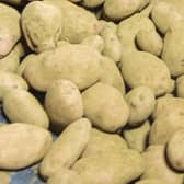 High quality seed potatoes.