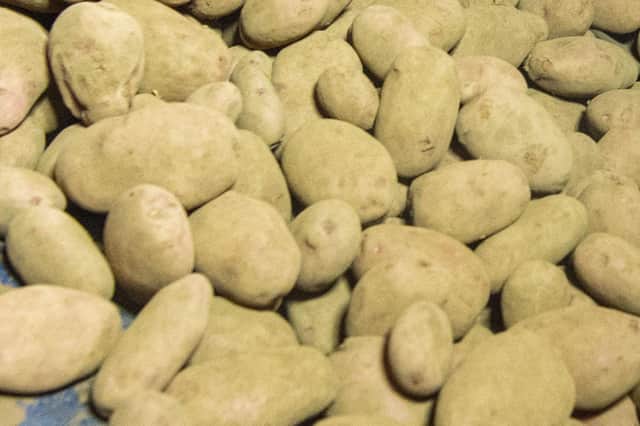 High quality seed potatoes.