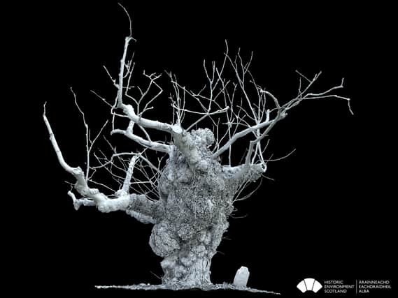 A laser scan of the wych elm at Beauly, which is now riddled with Dutch Elm Disease. PIC: HES.