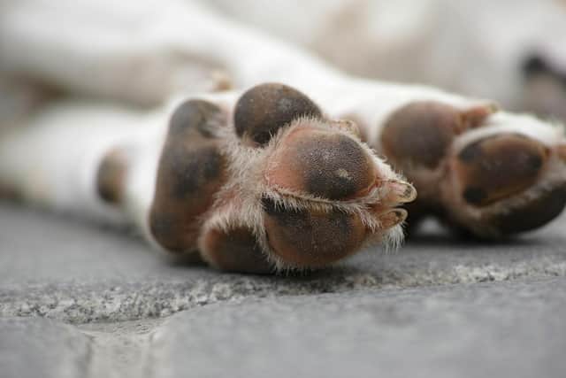 A top dog trainer has revealed her most difficult breed - Animal News Agency