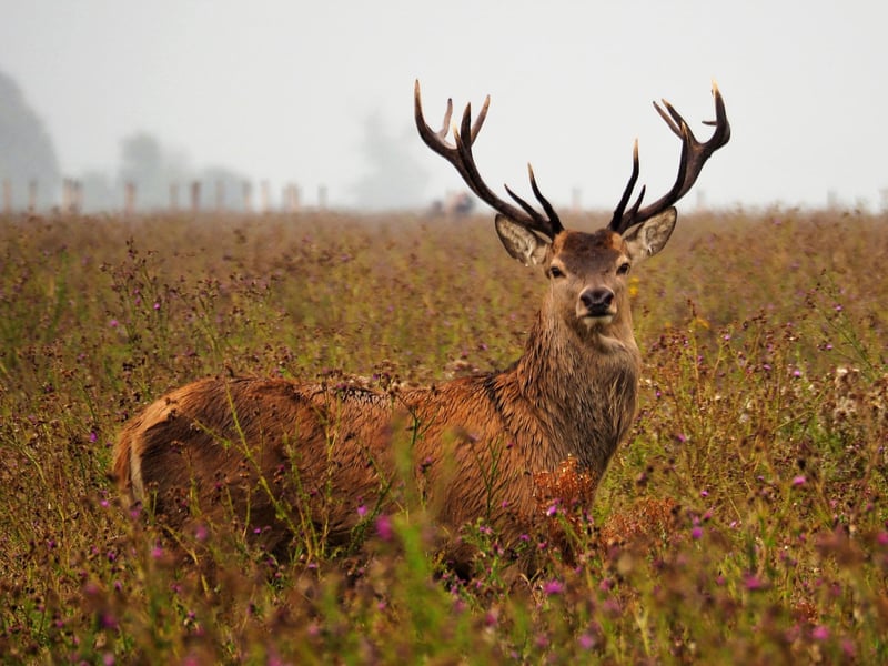 No eye-deer!