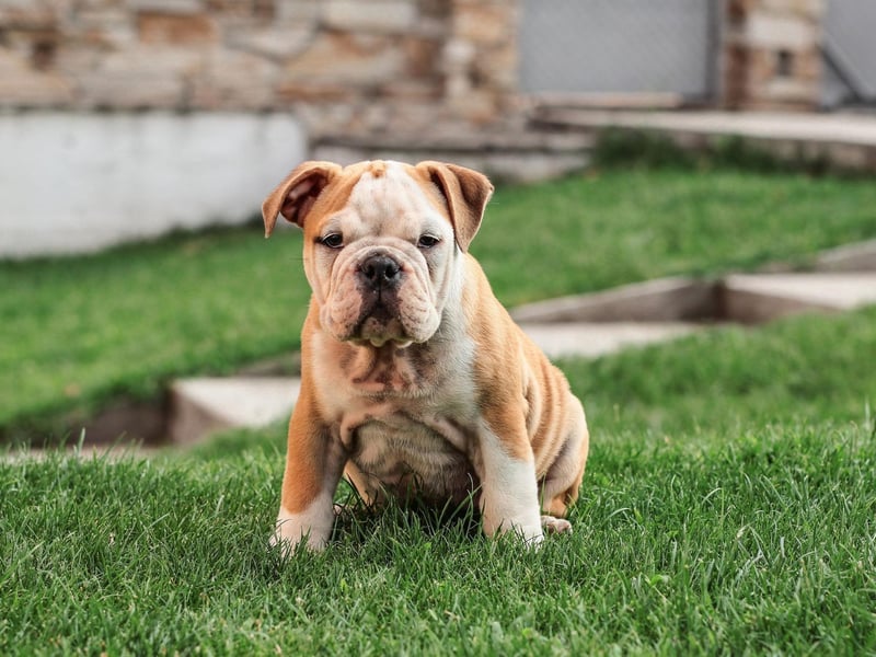 The English Bulldog is another flat-faced breed that lives a relatively short life - an average of 7.39 years.