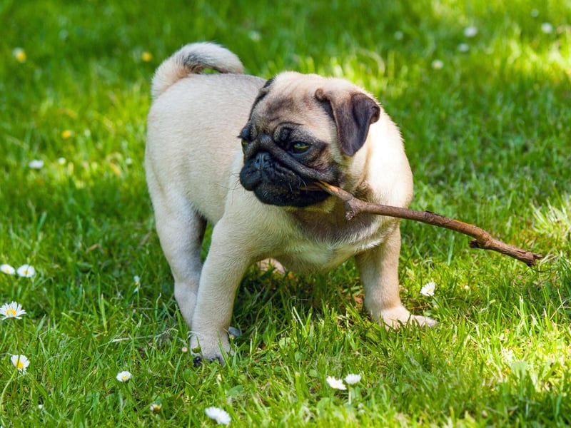 Peggy is the ninth most popular Pug name. It is an Greek name, and shortened version of Margaret, meaning 'child of light'.
