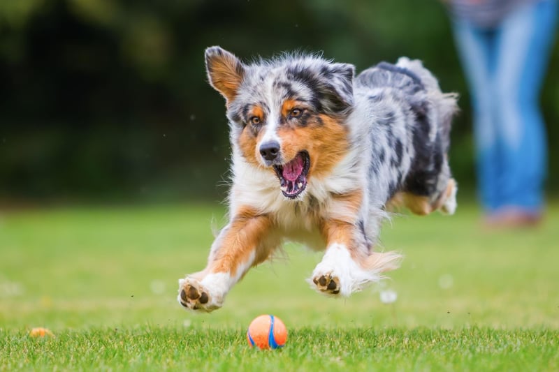 The Australian Shepherd is another breeds whose history as a herding dog makes them a natural fit for guide dog duties. They are a particularly good choice for blind or partially sighted people who are very active.