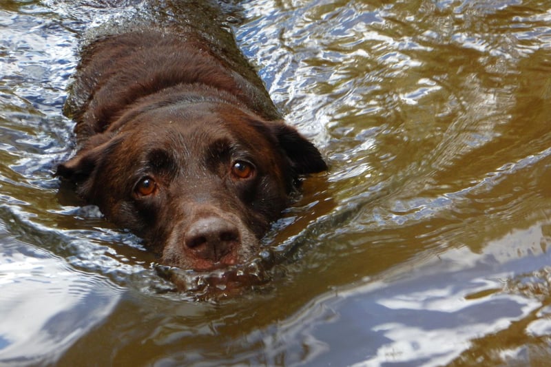 THe UK's most popular dog breed, the Labrador Retriever was bred to collect shot wildfowl that often landed in the water, so being a good swimmer was crucial. Today Labs are happy to fetch sticks and balls from water for hours on end.