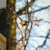 Before and after shot of the female tawny owl since receiving care from the Scottish SPCA (Photo: Scottish SPCA).