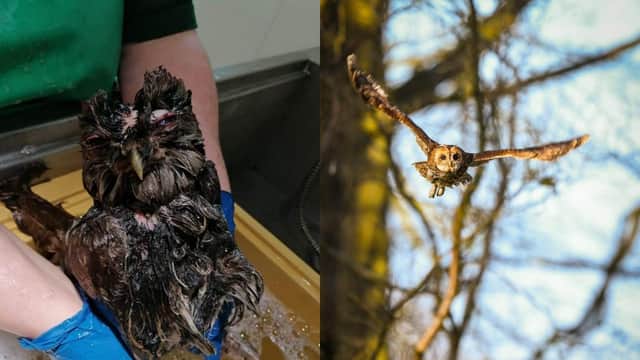 Before and after shot of the female tawny owl since receiving care from the Scottish SPCA (Photo: Scottish SPCA).