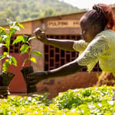 Coffee farmers in Kenya grow crops enjoyed the world over, but are among those dealing with the most severe impacts of climate change