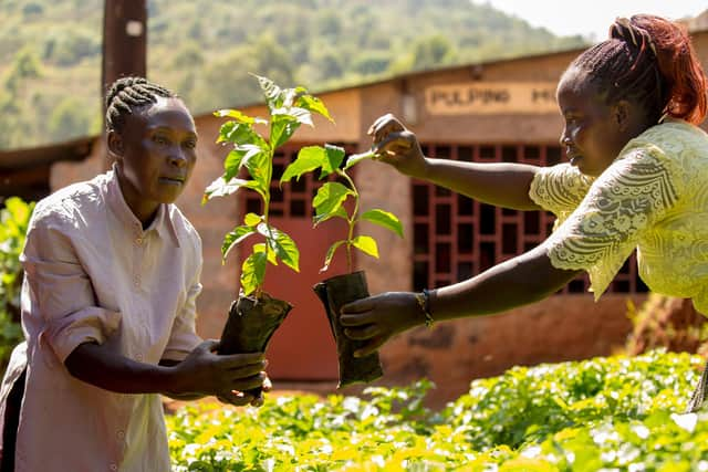 Coffee farmers in Kenya grow crops enjoyed the world over, but are among those dealing with the most severe impacts of climate change