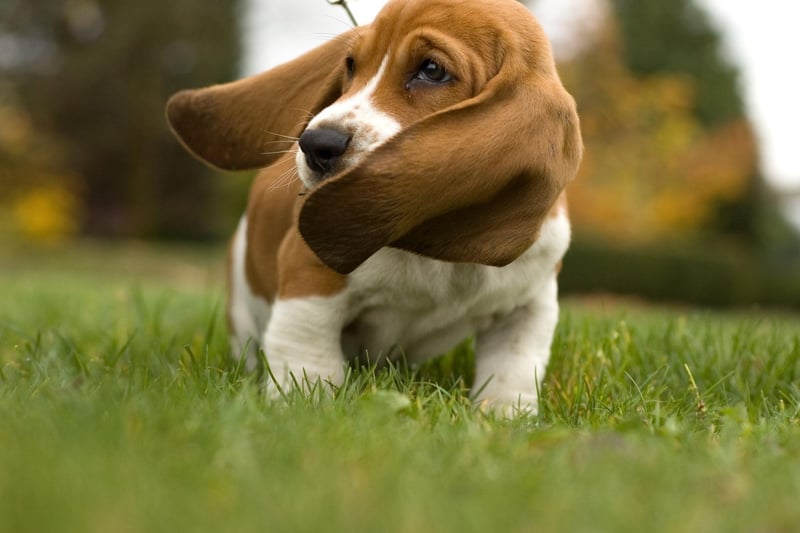 The Basset Hound's long and heavy ear flaps mean they frequently suffer from infections. Regularly cleaning your dog's ears with cotton buds can minimise the risk of problems developing.