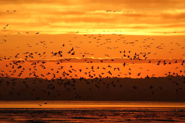 Pink-footed geese at Montrose Basin Wildlife Reserve