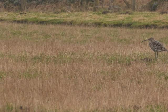 A curlew in a field at Rottal in March (pic: Katharine Hay)