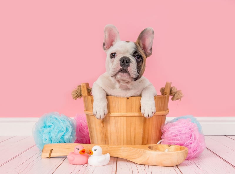 After taking the title of most popular dog in 2019, the French Bulldog drops to second place after a slight decrease in registrations.
