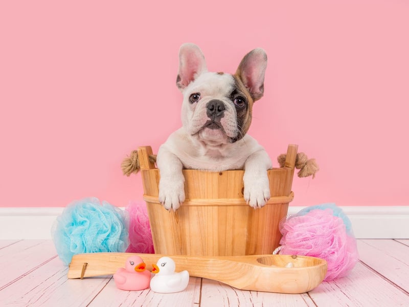 After taking the title of most popular dog in 2019, the French Bulldog drops to second place after a slight decrease in registrations.