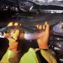 Project Slingshot wants M&S to stop selling farmed salmon
