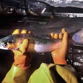 Project Slingshot wants M&S to stop selling farmed salmon