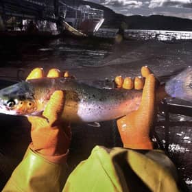 Project Slingshot wants M&S to stop selling farmed salmon