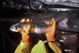 Scottish salmon is farm-raised in five areas of the country along the west coast and the northern islands.
