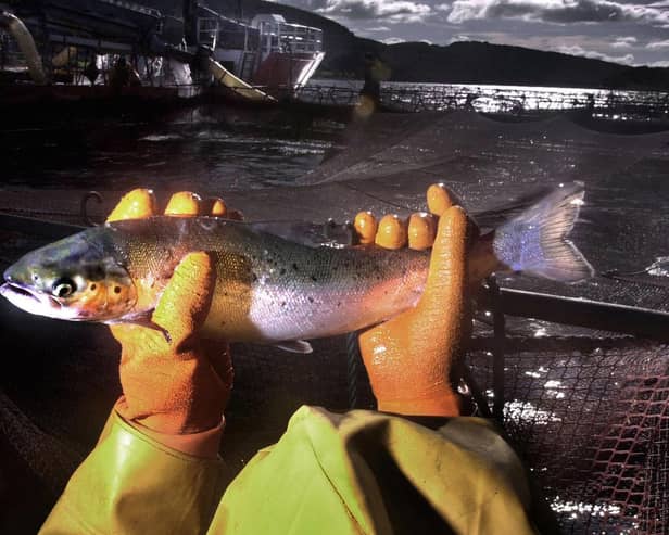 Project Slingshot wants M&S to stop selling farmed salmon