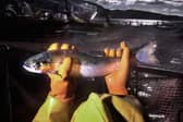 Project Slingshot wants M&S to stop selling farmed salmon
