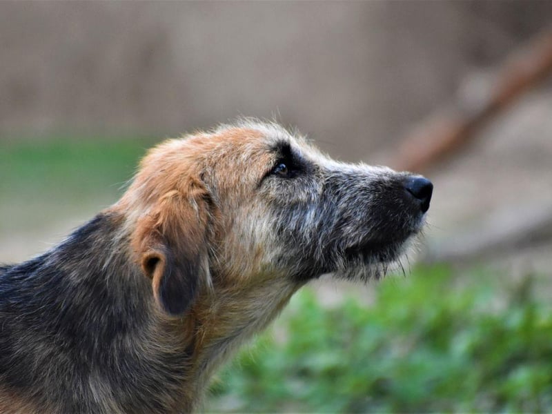 Only officially recognised by the UK Kennel Club in 2006, the Welsh Hound dates back to medieval times and was used to hunt foxes.