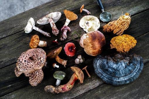 Phenomenal Fungi -- lichenologist Dr Sally Gouldstone, medical mycologist Prof Elaine Bignell and expert forager Nev Kilkenny host an evening exploring the weird and wonderful world of this extraordinary kingdom of life on earth. Picture: Getty Images