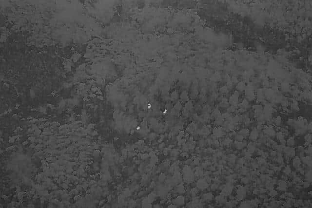 Footage taken by drones using thermal-imaging technology can pinpoint individual deer and even indicate their species and sex, helping land managers to target culling activities. Picture: FLS