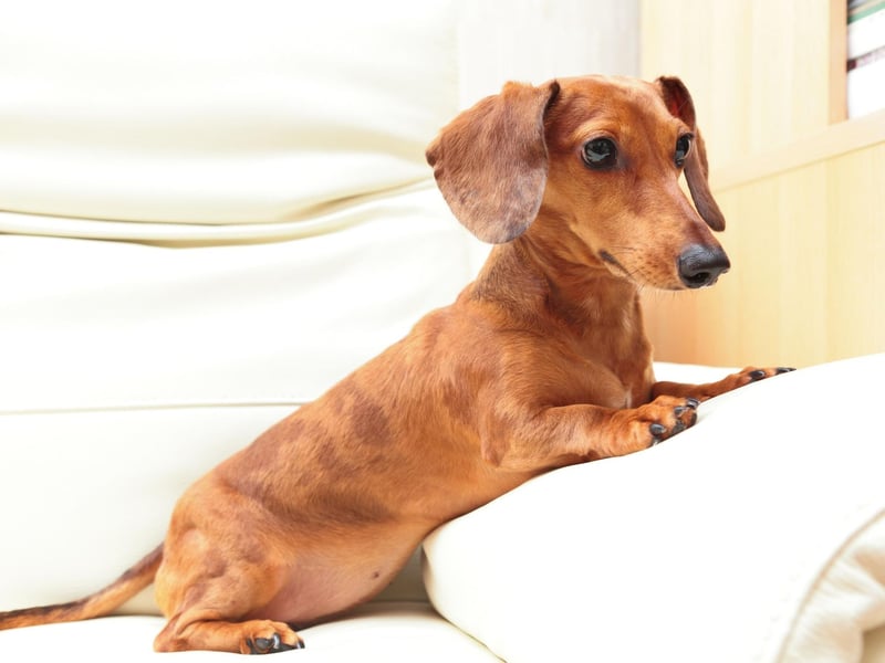 Dachshunds are notoriously stubborn and difficult to train. Stuart Little author E. B. White summed up the breeds temperament well, saying: "I would rather train a striped zebra to balance an Indian club than induce a dachshund to heed my slightest command. When I address Fred I never have to raise either my voice or my hopes. He even disobeys me when I instruct him in something he wants to do."