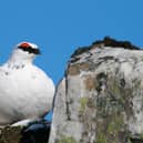 The iconic ptarmigan, found only in the mountains of the Scottish Highlands, has been added to the red list of bird species at the highest risk of extinction in the UK