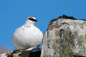 The iconic ptarmigan, found only in the mountains of the Scottish Highlands, has been added to the red list of bird species at the highest risk of extinction in the UK