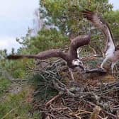 New female osprey NC0 wrestles over a fish with resident male LM12 as the pair act out courtship rituals at the Perthshire nest