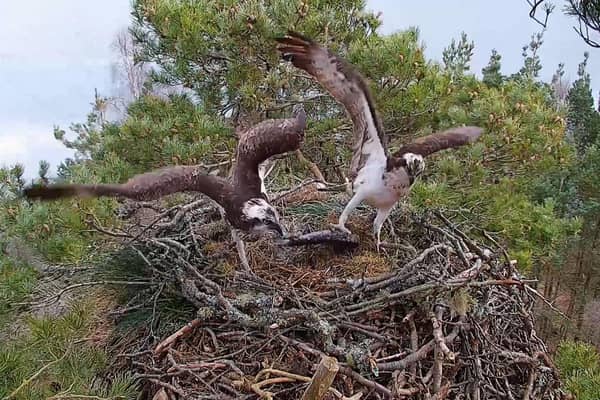 New female osprey NC0 wrestles over a fish with resident male LM12 as the pair act out courtship rituals at the Perthshire nest