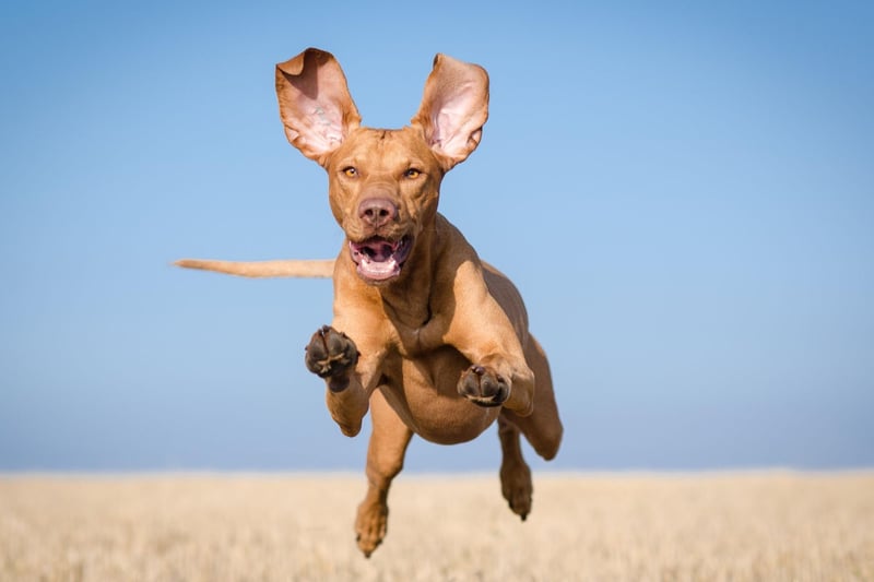 The other dog that can register up to 40mph on the canine speedometer is the Vizla. If this Hungarian breed doesn't get plenty of exercise it can become destructive.