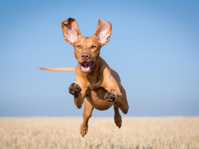 The other dog that can register up to 40mph on the canine speedometer is the Vizla. If this Hungarian breed doesn't get plenty of exercise it can become destructive.