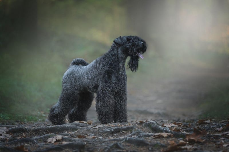 Also known as the Irish Blue Terrier, the Kerry Blue Terrier is named after the part of Ireland in which it was first used to control vermin and herd animals. A Kerry Blue won Best in Show at Crufts for the first time in 2000.