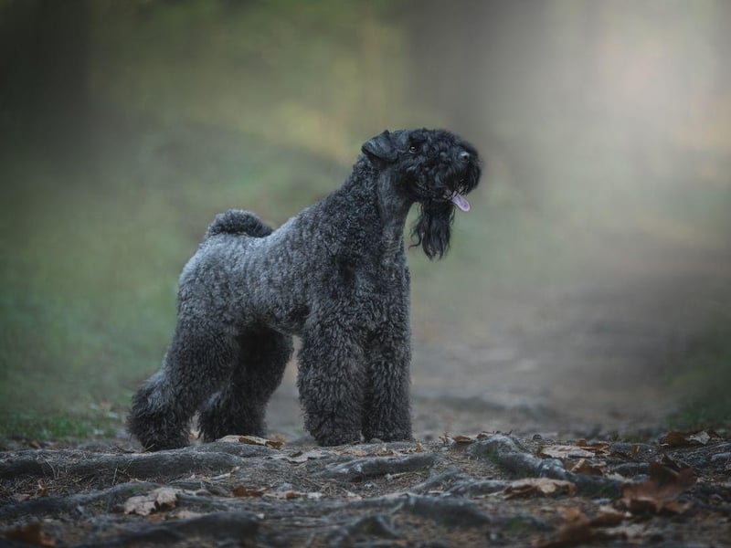 Also known as the Irish Blue Terrier, the Kerry Blue Terrier is named after the part of Ireland in which it was first used to control vermin and herd animals. A Kerry Blue won Best in Show at Crufts for the first time in 2000.