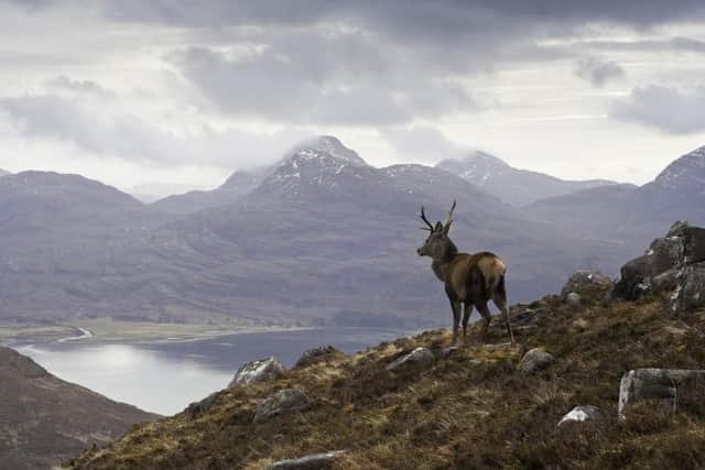 A wild stag pictured in the pixturesque surroundings of Torridon in the Scottish highlands.