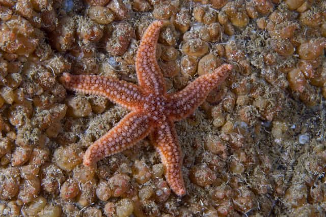 Starfish hanging on to a mat of colonial baked-bean sea squirts, commonly found on the upper cave walls. Diamond cave, Fair Isle. ©Graham Saunders